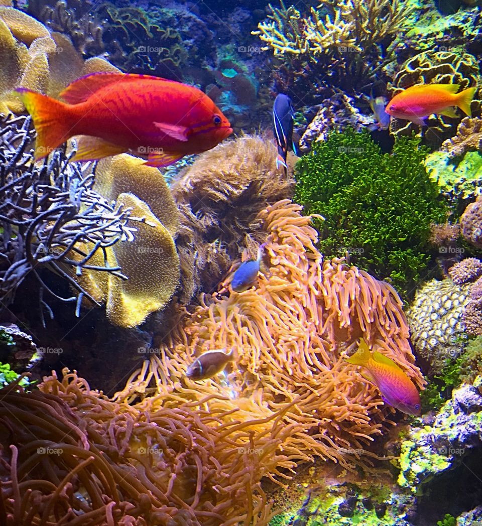 Shedd aquarium. Salt water fish