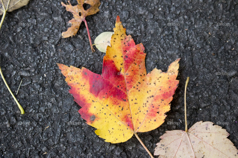 Colorful leaf