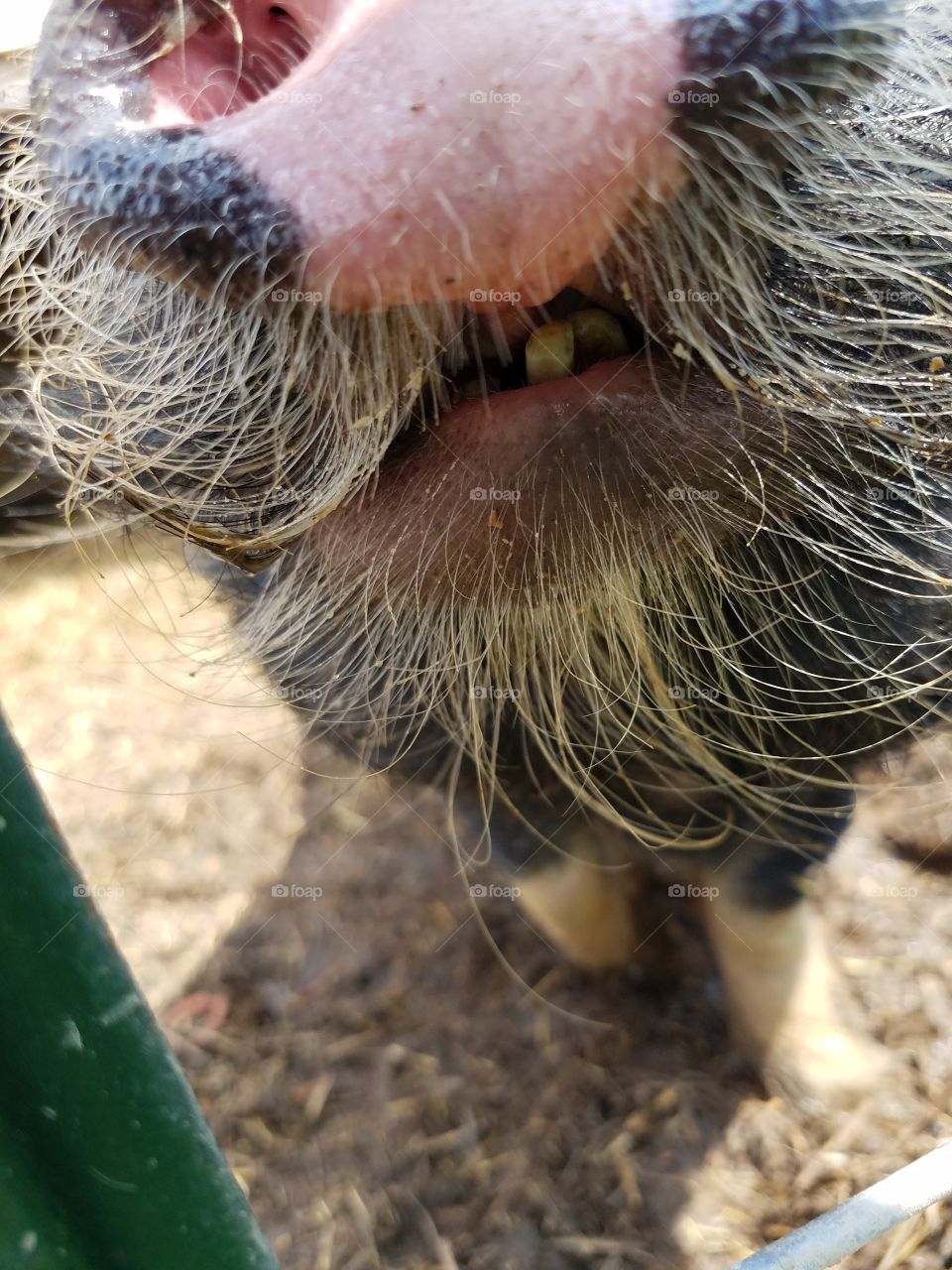 pig mustache