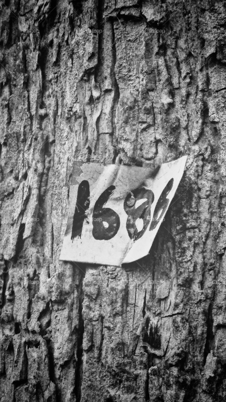 Old, Tree, Wood, Bark, Desktop