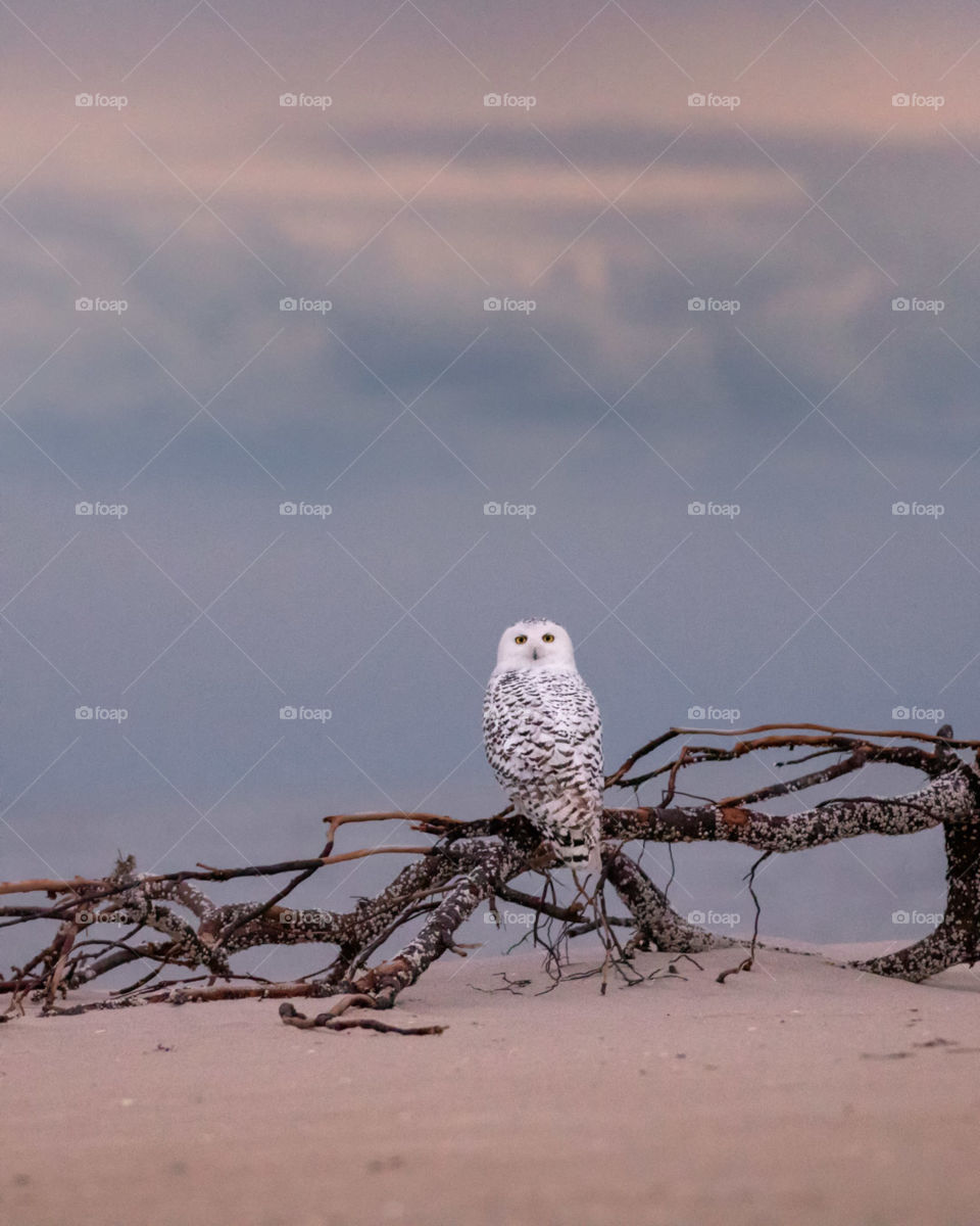 A snowy owl (made famous by Hedwig from Harry Potter) sitting on a piece of driftwood on a beach. Each year these amazing animals become local residents on North American beaches, as they migrate for the winter. 