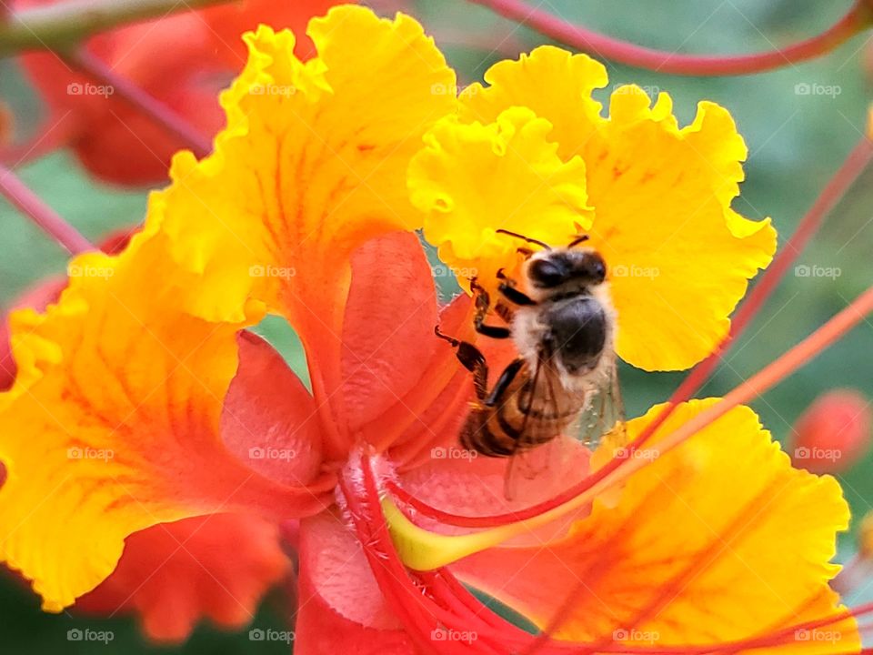 macro of a bee pollinating the tropical exotic pride of Barbados flower