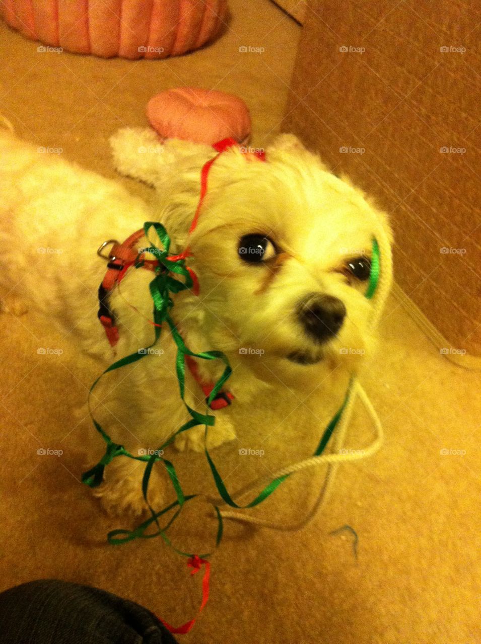 She was trying to help with the ribbon :)