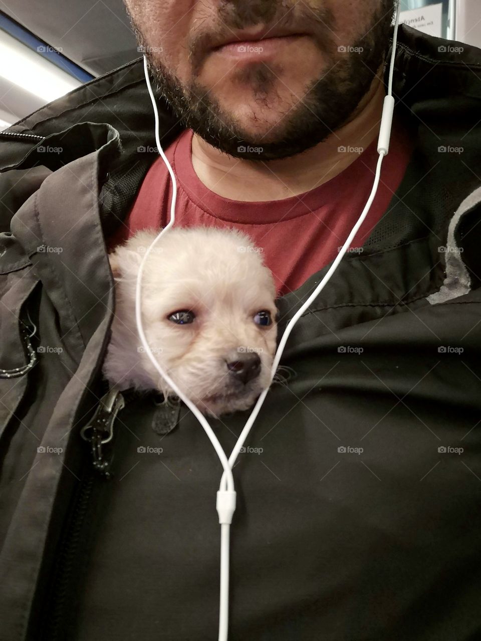 My little dog with cold