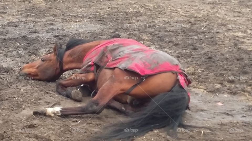 stallion lies on the ground for rolling