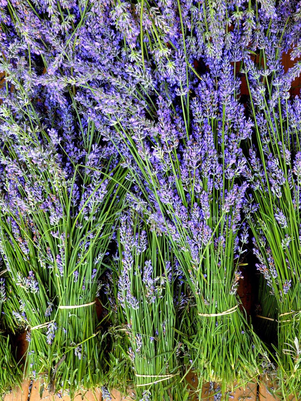 There is nothing quite like English Lavender in the garden.