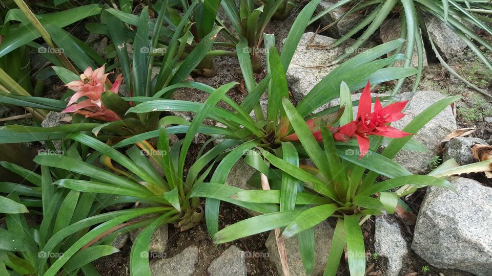 belleza de mi jardín, simple, pero precioso