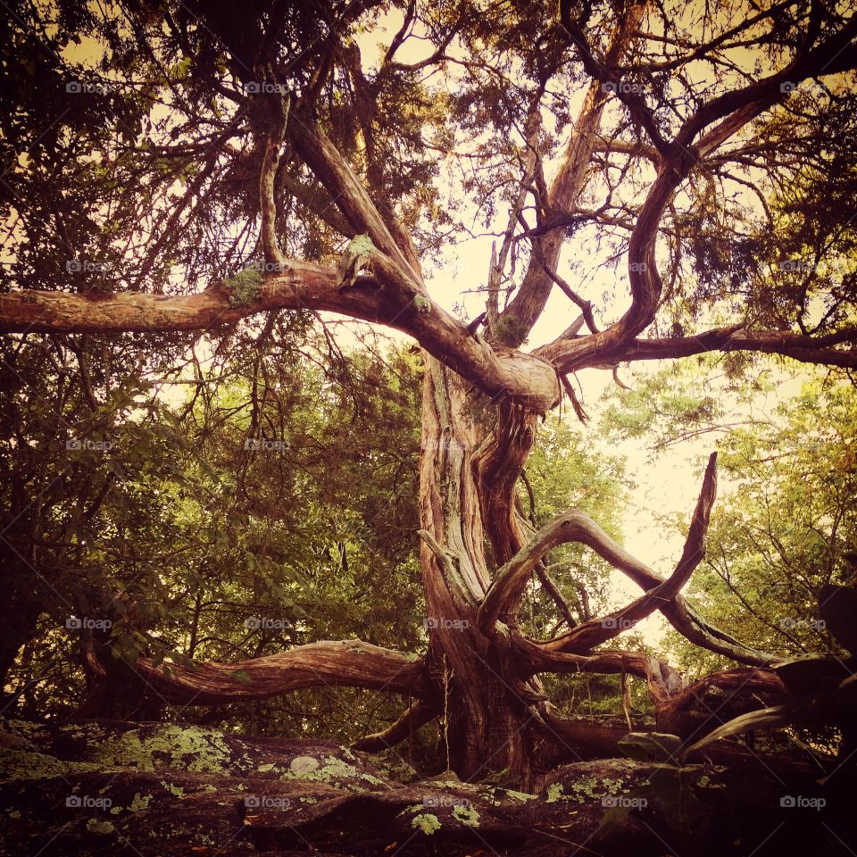 Large Tree in the Forest