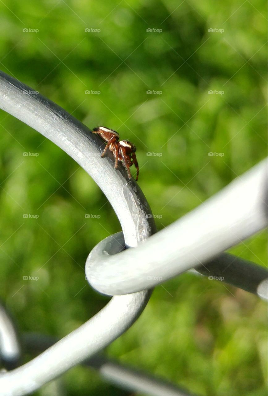 Tiny spider on the fence