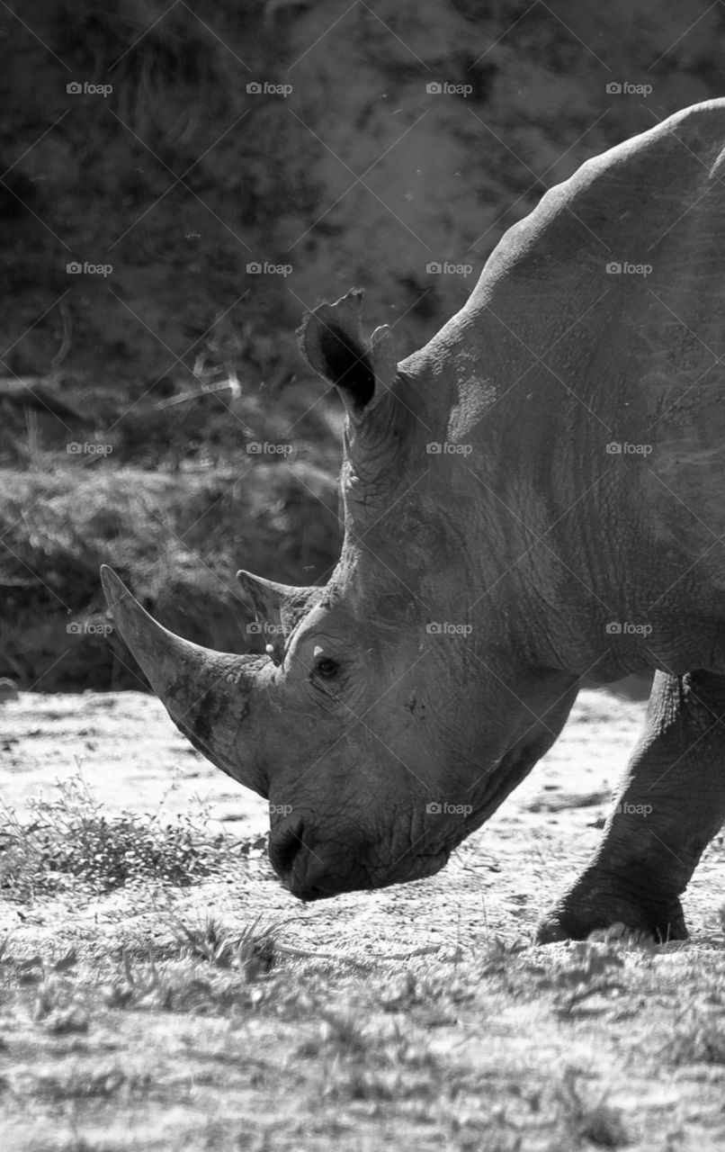 Rhinoceros in B&W grazing in the grassland