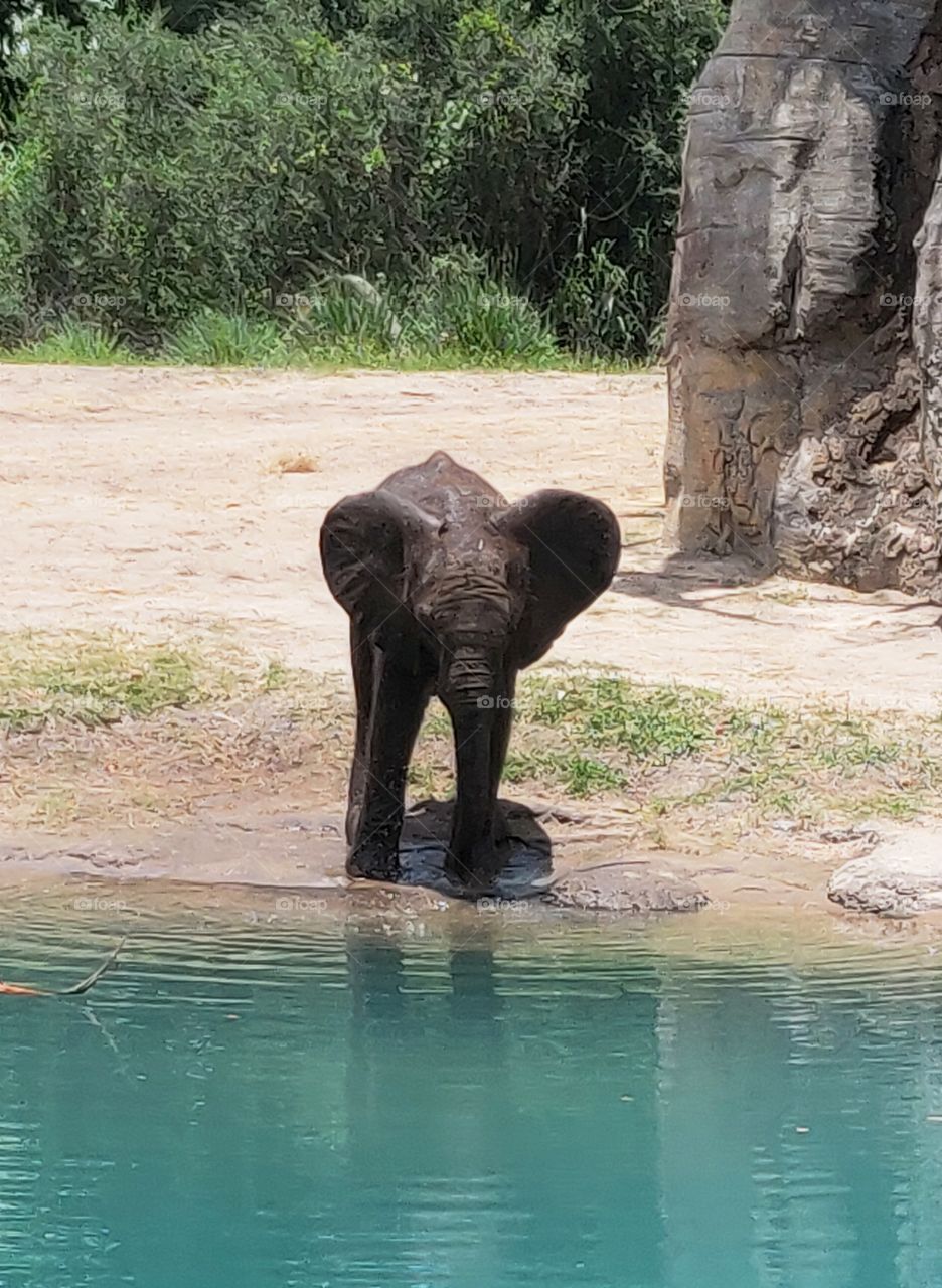 Baby elephant drinking by a pool.