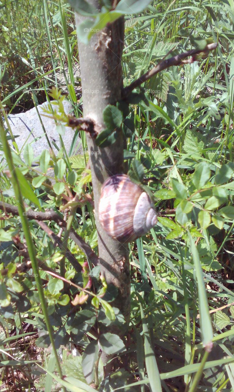A snail in the forest