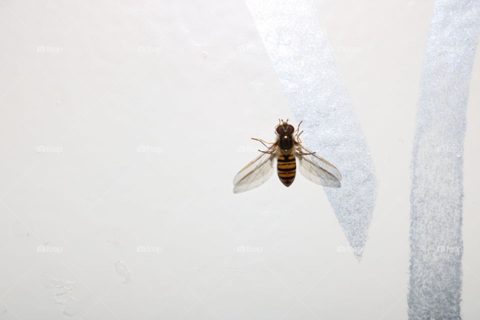 Wasp on a door