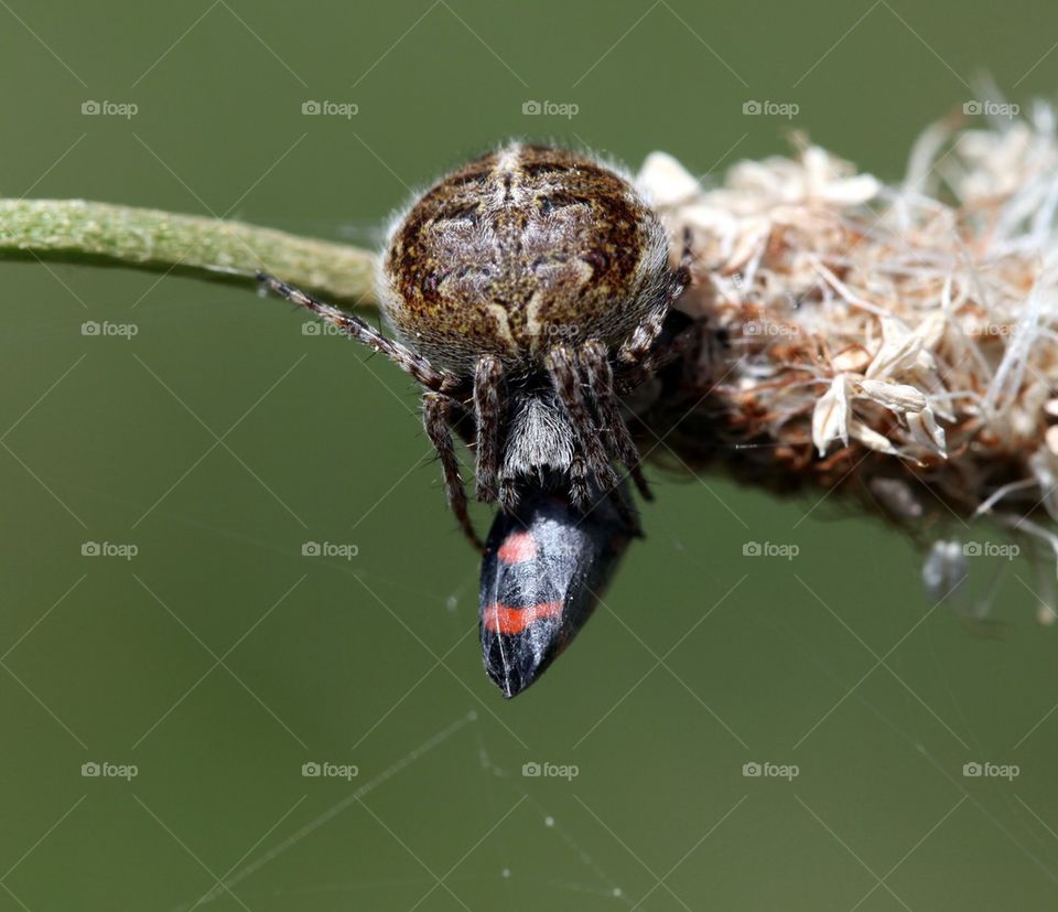 Orbweaver with prey