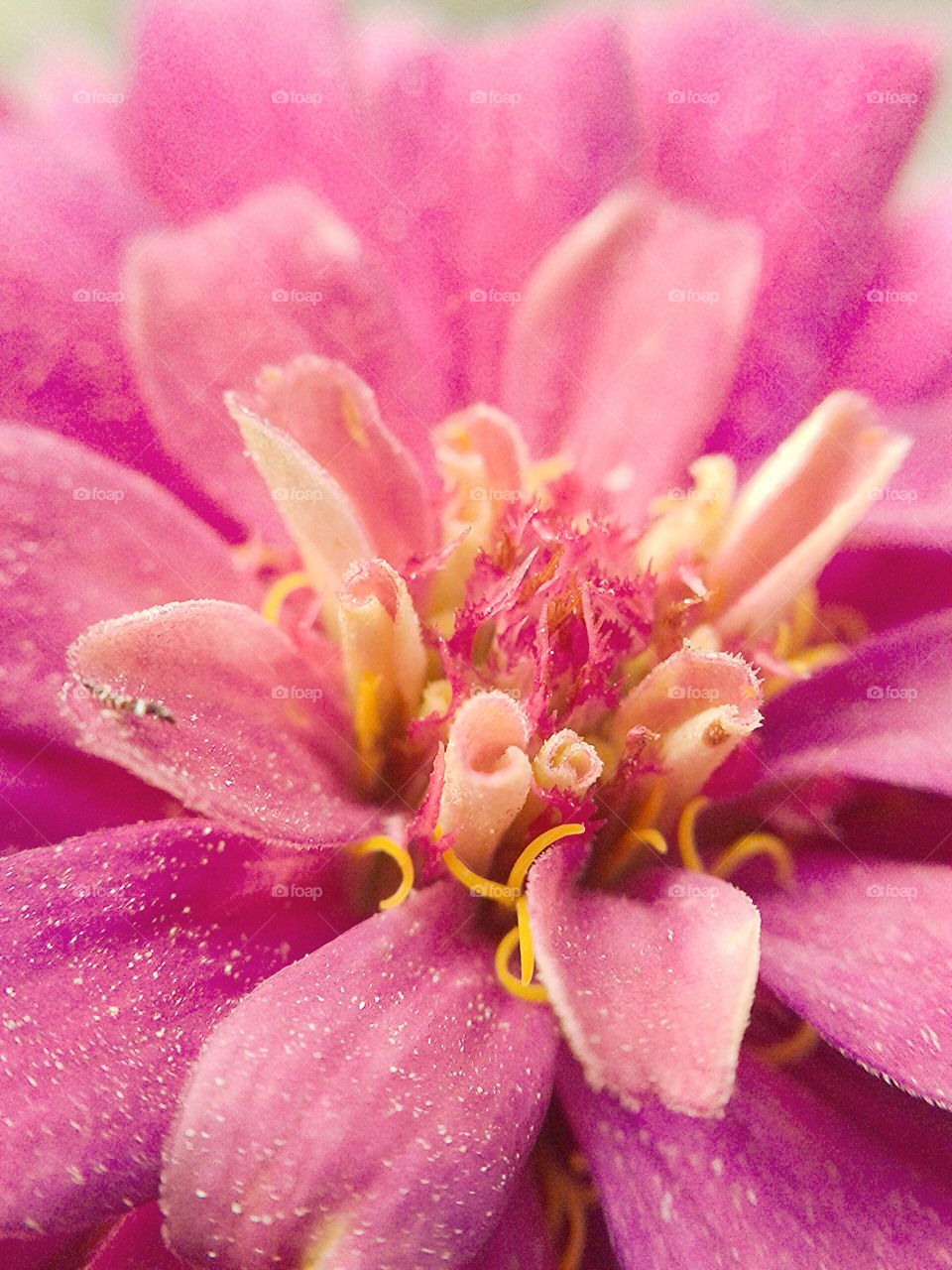 pink zinnia flower. pink zinnia flower in garden