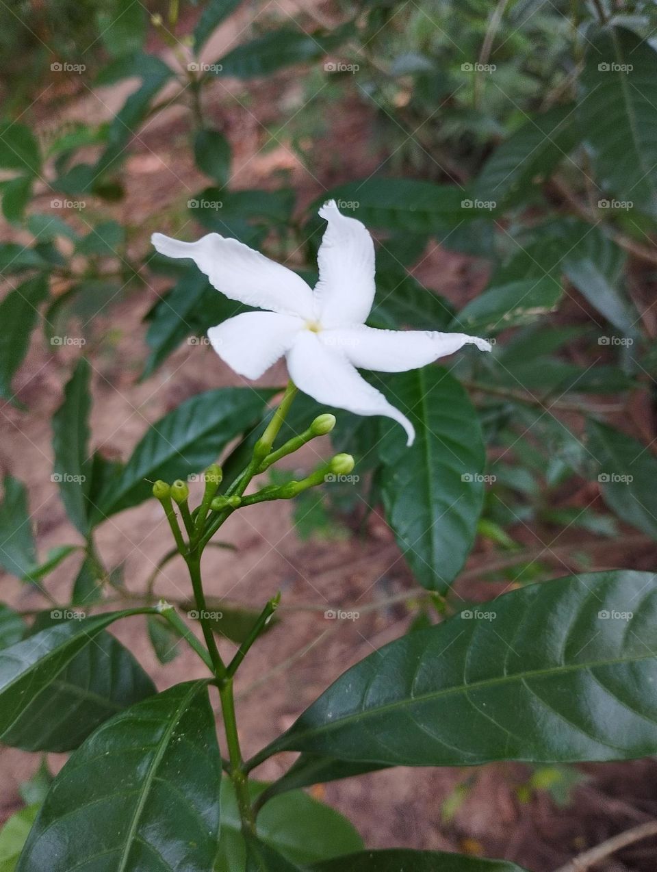 white Jasmine flower in the garden
