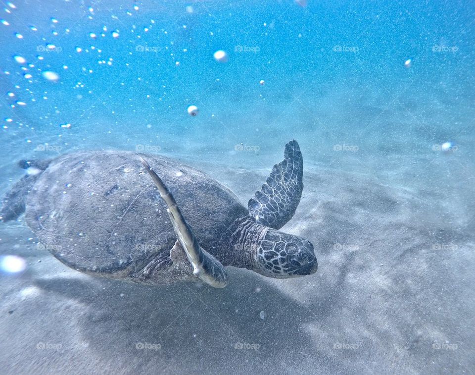 Honu