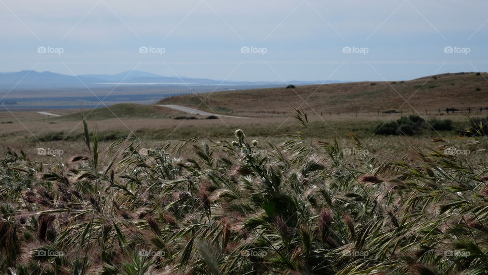 Grass blowing in the wind