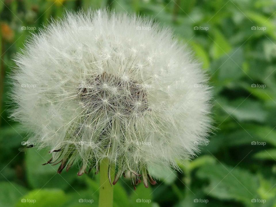 dandelion seeds