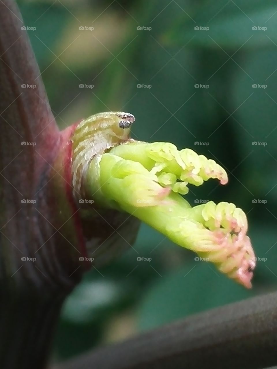 Nandin's leaf bud