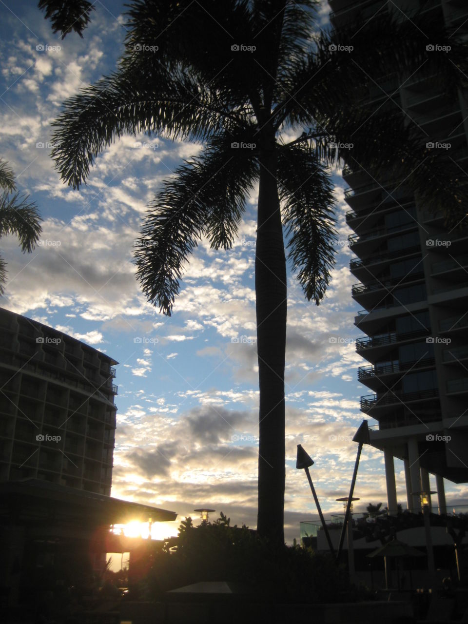 Palms at Sunset. Picturesque scene of palms between high-rises