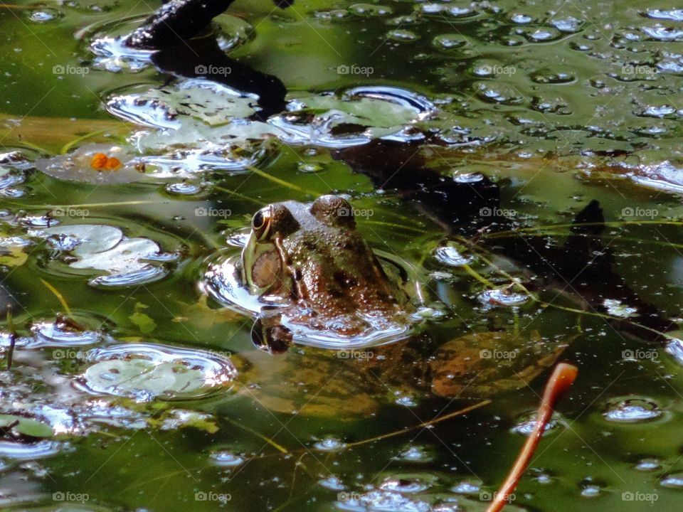 Frog. A bullfrog in a bog