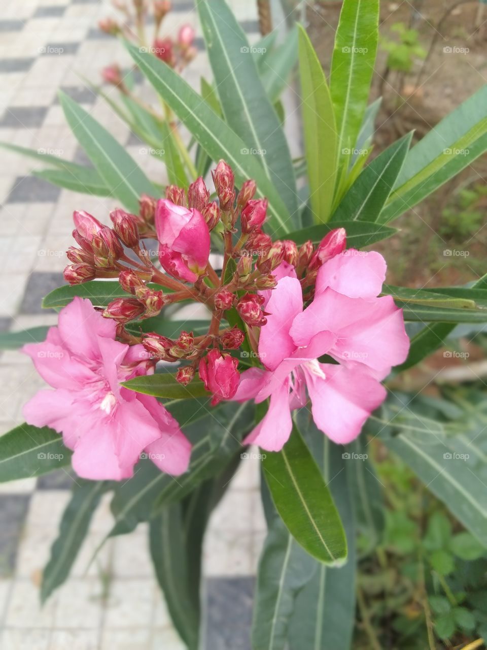 flower