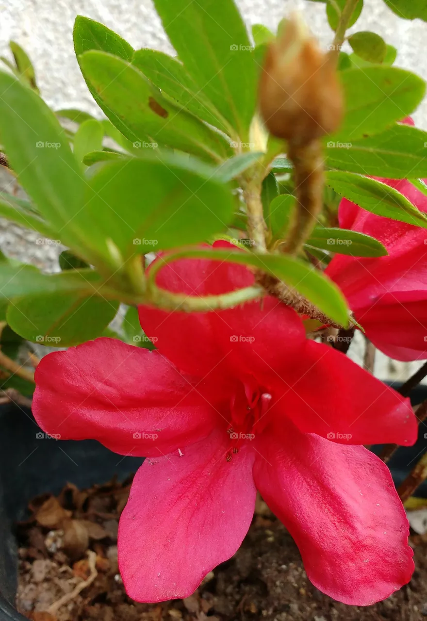 lindo