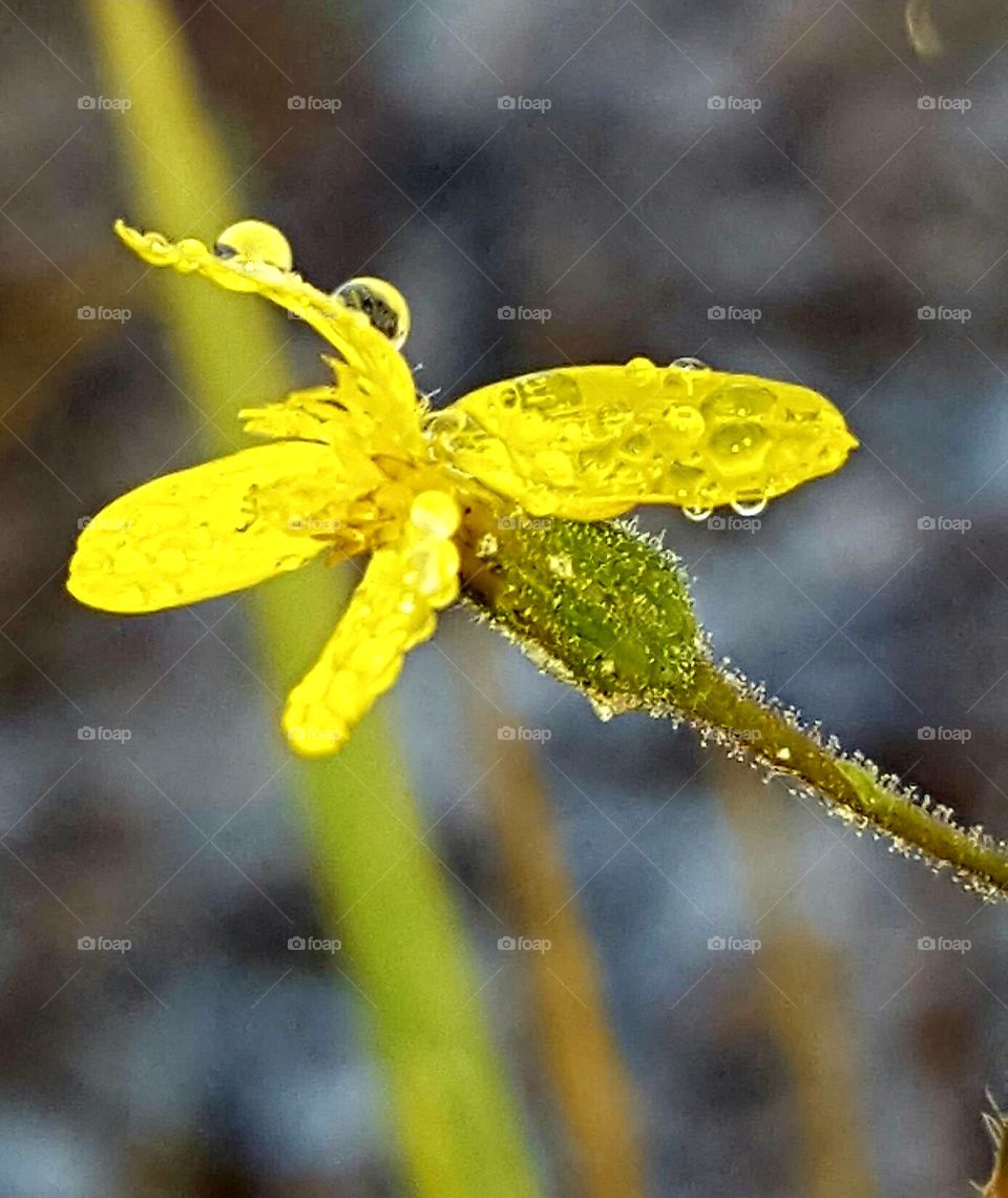 Nature, Flower, Flora, No Person, Leaf