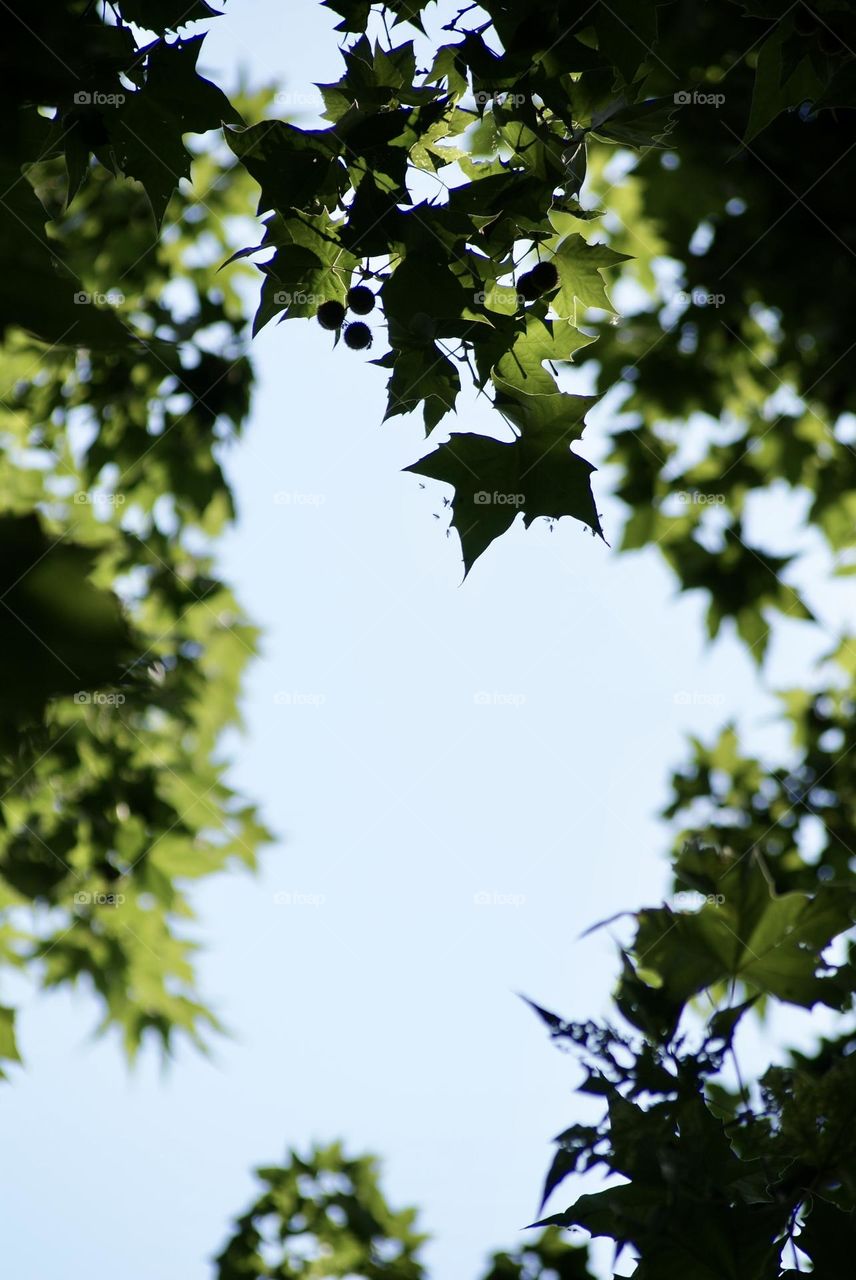 The view from underneath a tree 