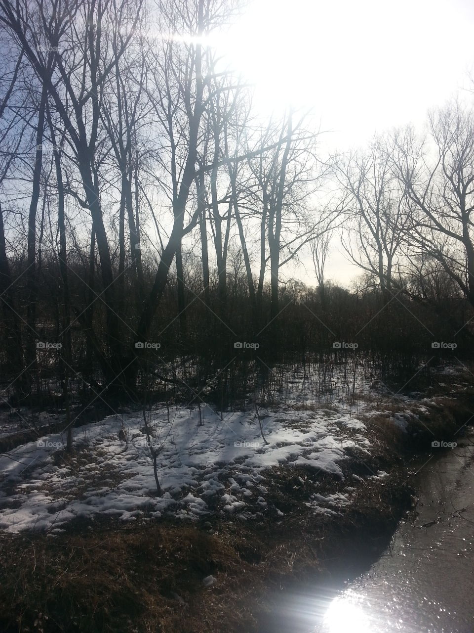 Winter, Landscape, Tree, Snow, Weather