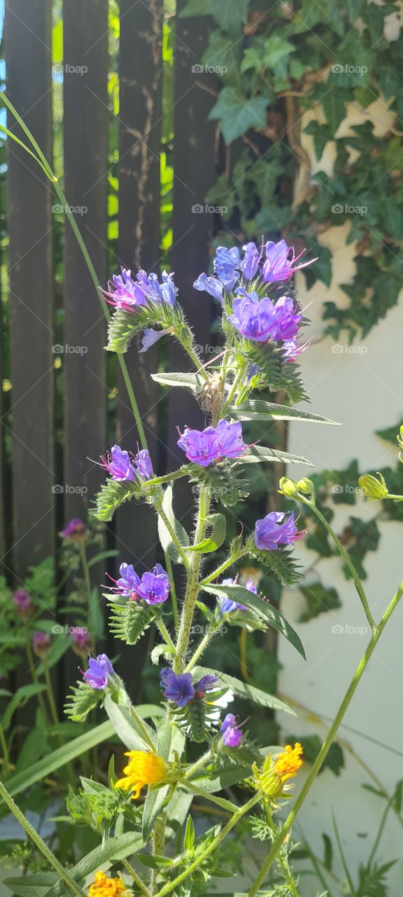 Echium vulgare L.