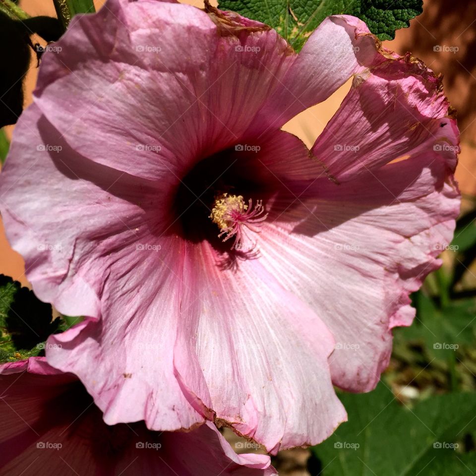 Au cœur d’une fleur 