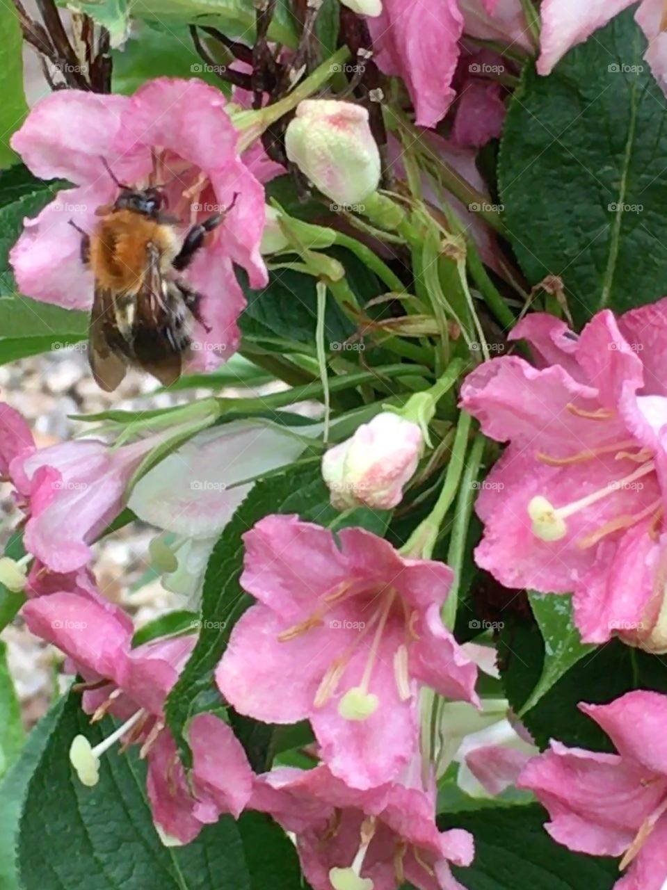 Common carder bee feeding on a Weigela flower on the bush in the garden in May