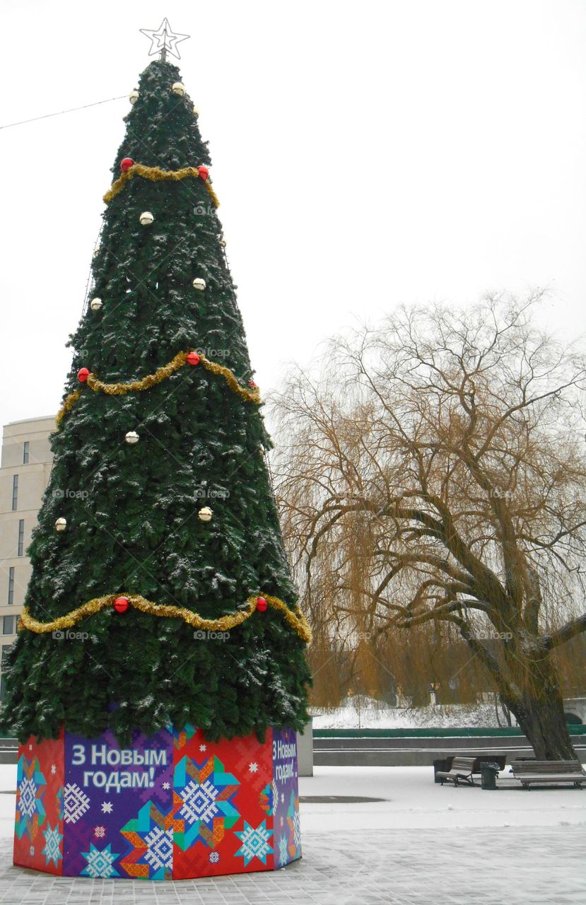 Winter, Christmas, Tree, Snow, Christmas Tree