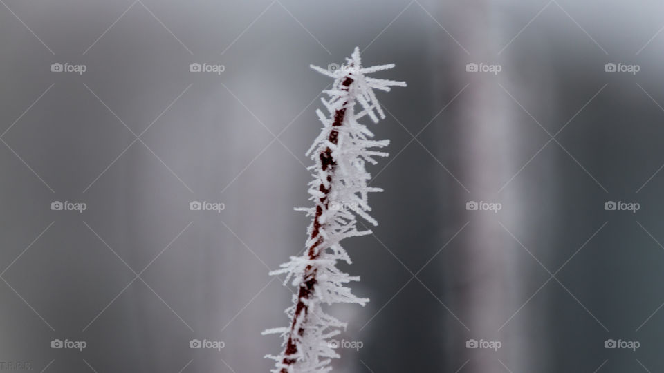 frozen fog crystallizing in the branch of a small bush