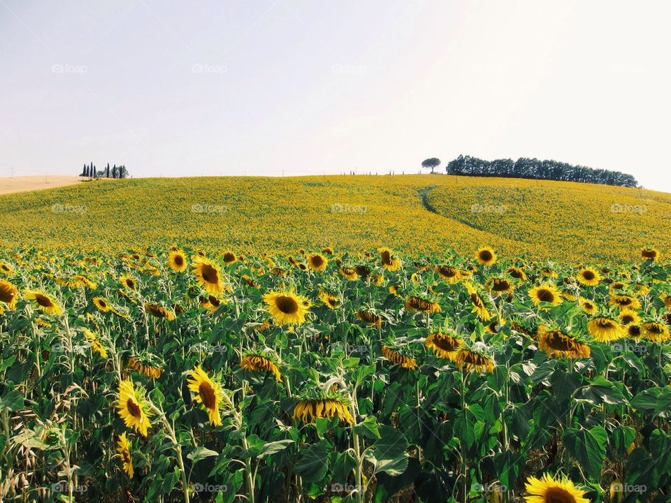 Millions of sunflowers