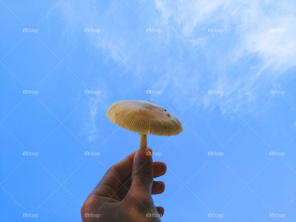 Sky and mushroom | point of view