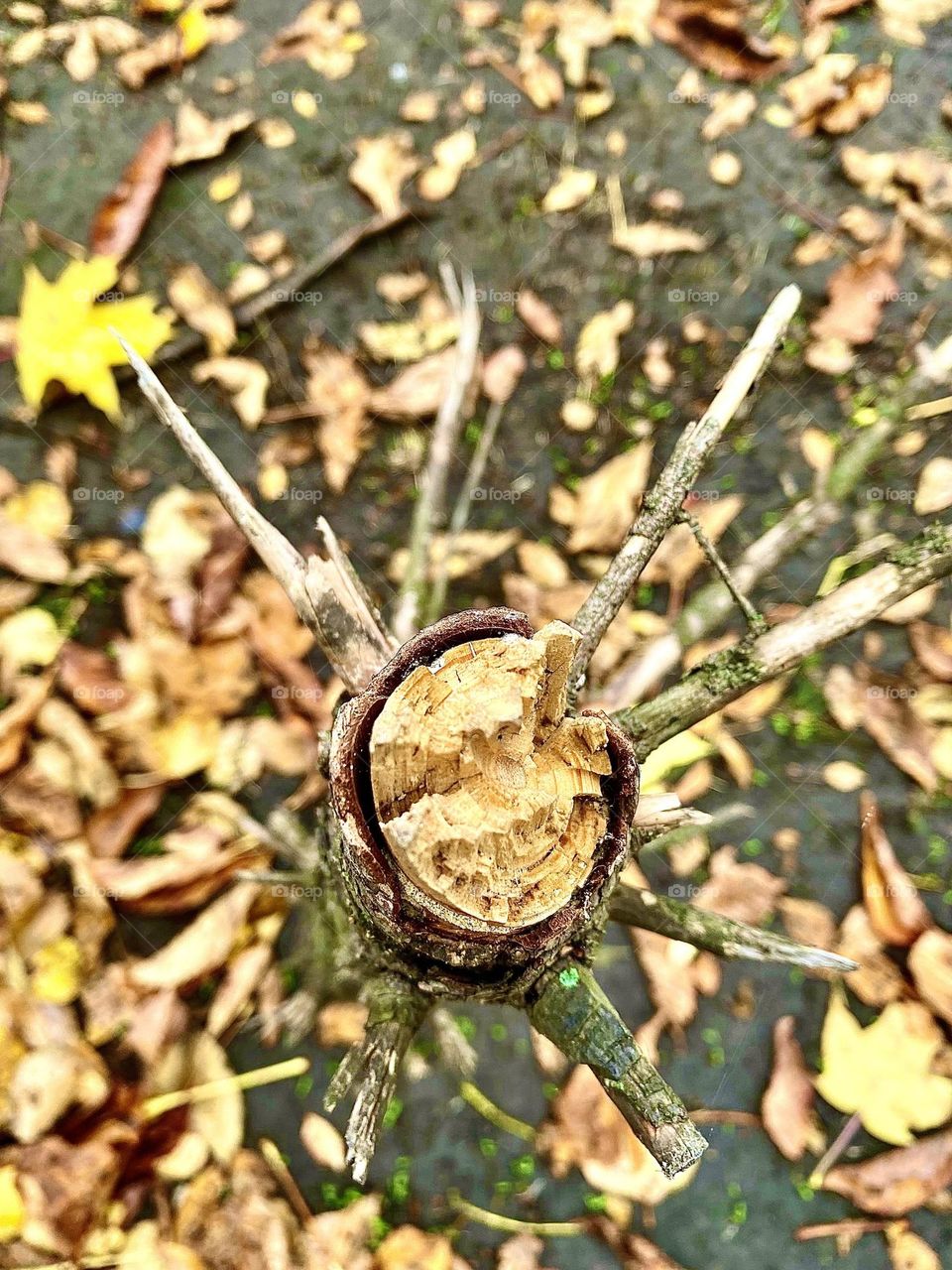 #broken #tree
#branch #bark #sad
#autumn #