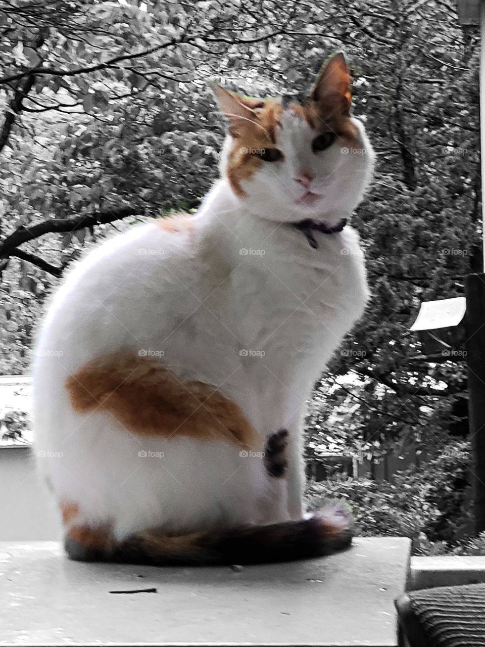 Calico Cat, B&W Background