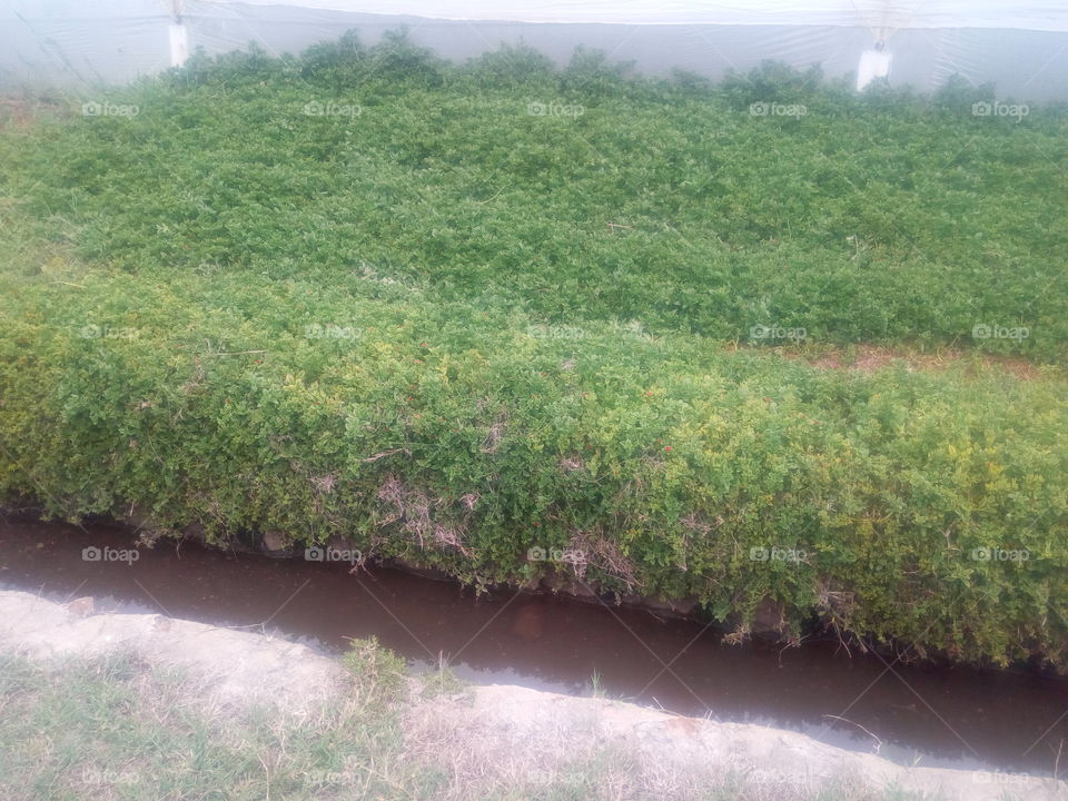 Green cover plant on the sides of a water collection tunnel. No soil erosion