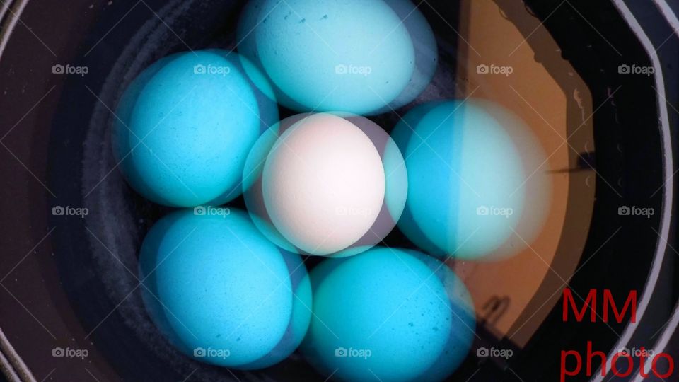 EGG COLORS