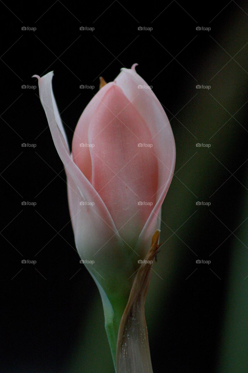 Close-up shot of a pink ginger flower which yet needs to bloom.