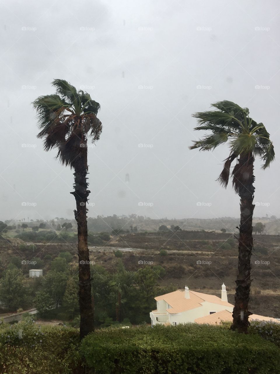 Storm Barbara on palm trees