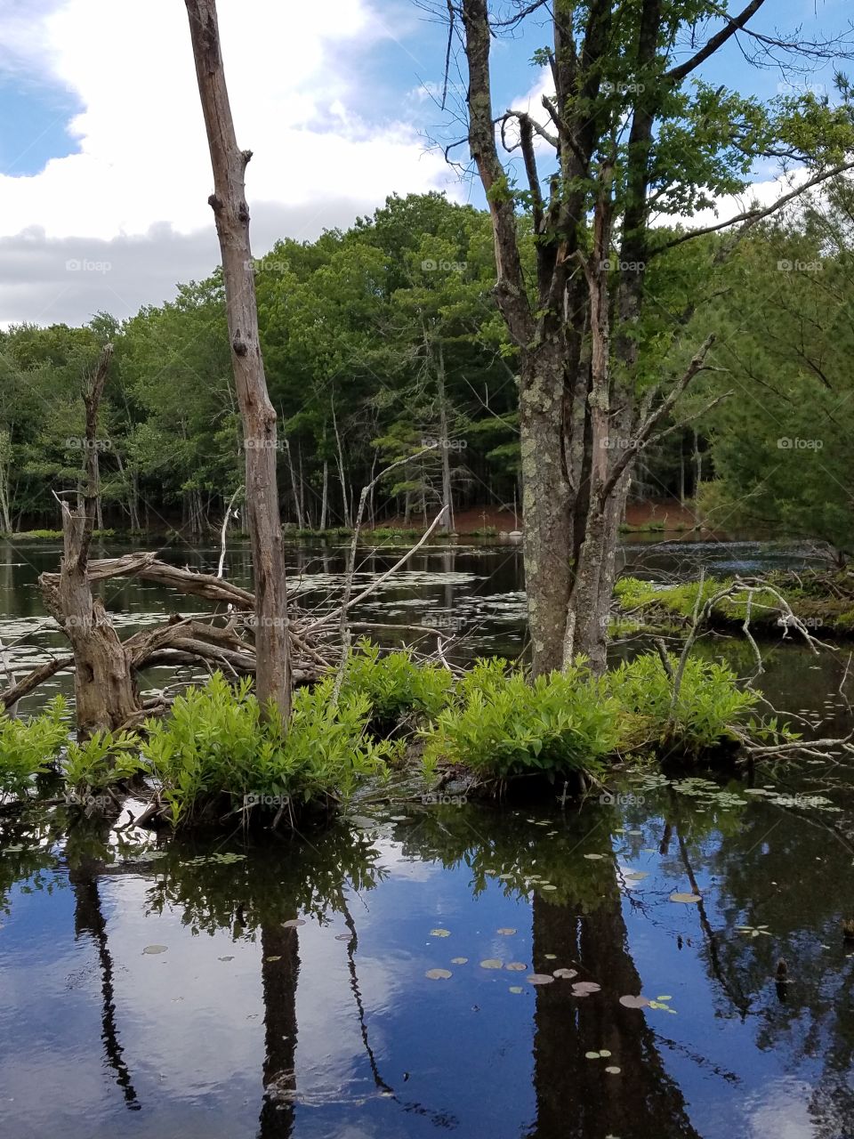 Trees growing in wetlands