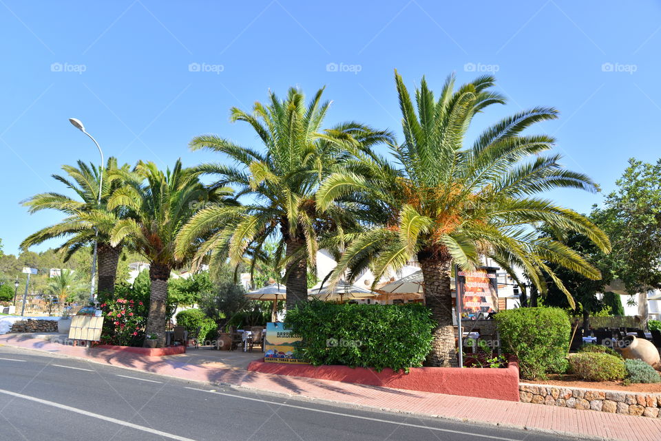 Palm trees in ibiza