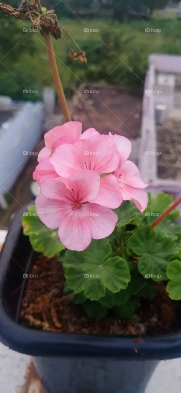 pink flowers bunches