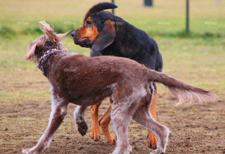 Another great day at the dog park! The grey-brown labradoodle and the black and tan bloodhound really enjoyed chasing each other and it was really hard to keep my camera on them!