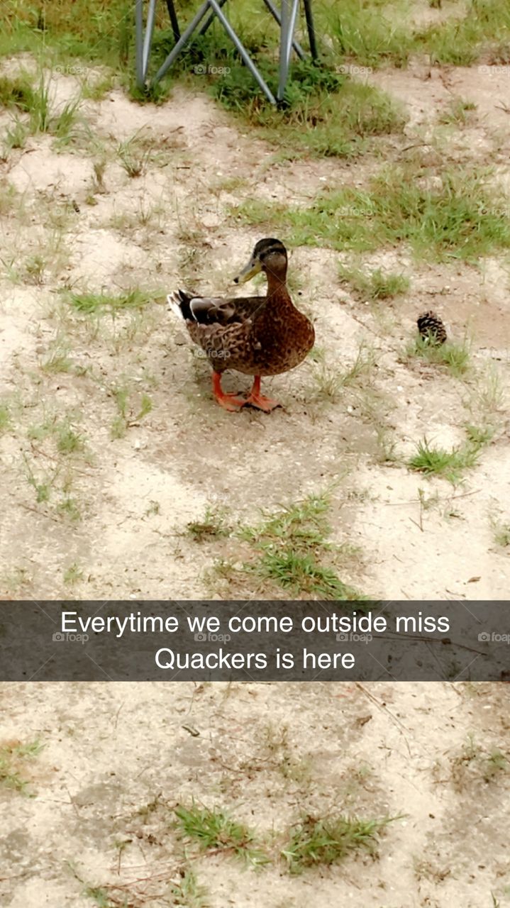 miss quackers