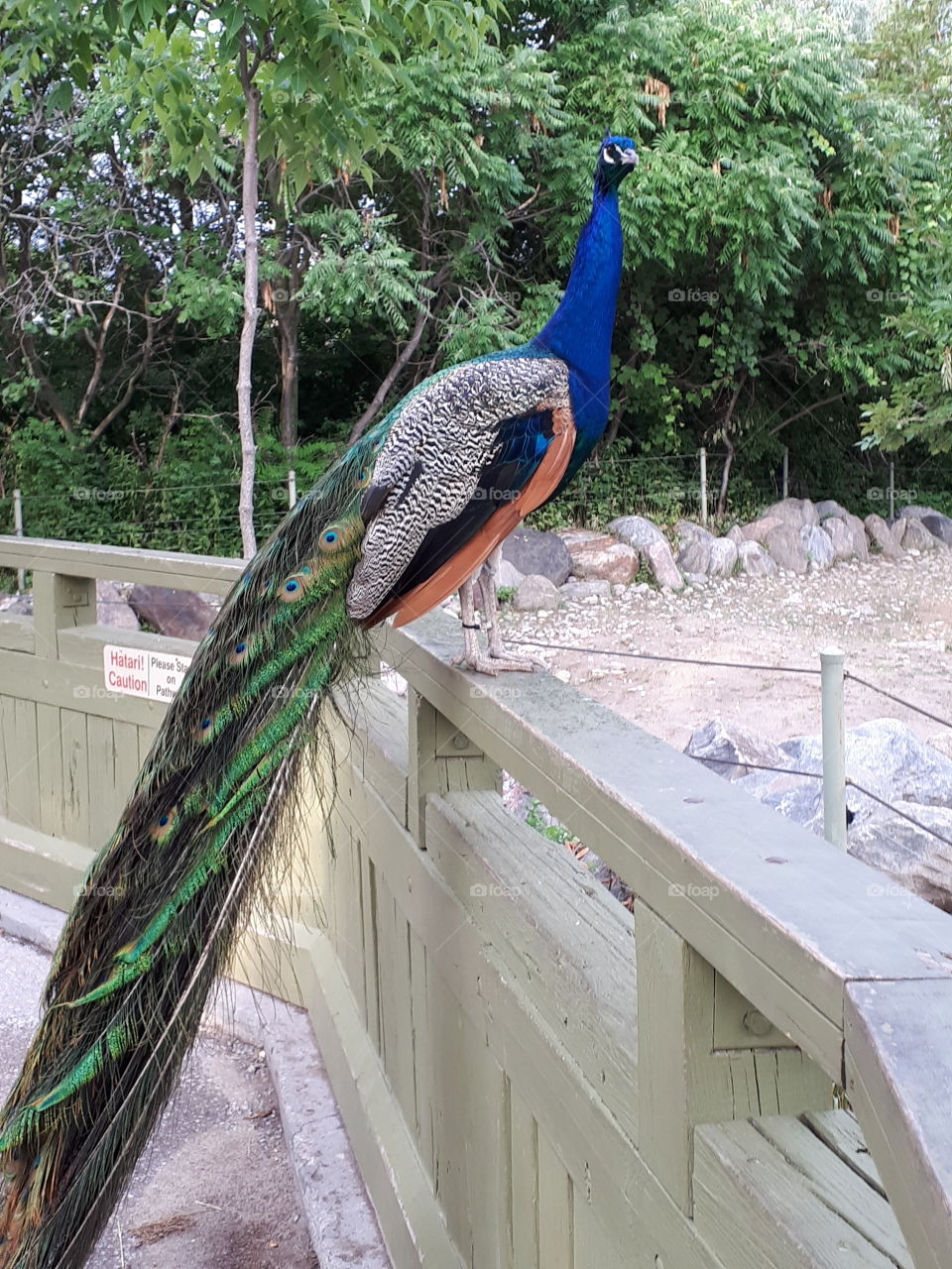 peacock pose